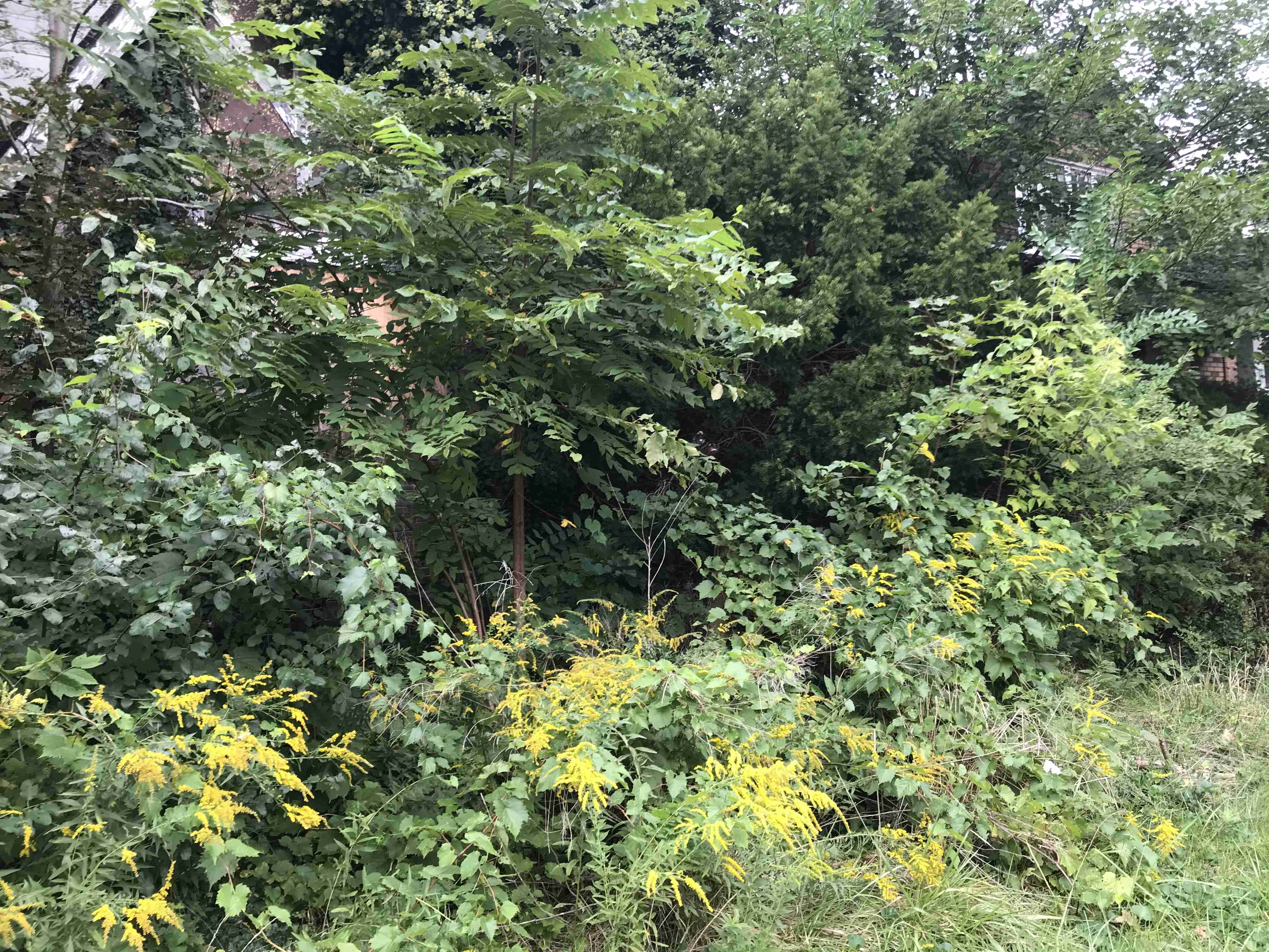 Photo Sep 10, 2 42 02 PM.jpg